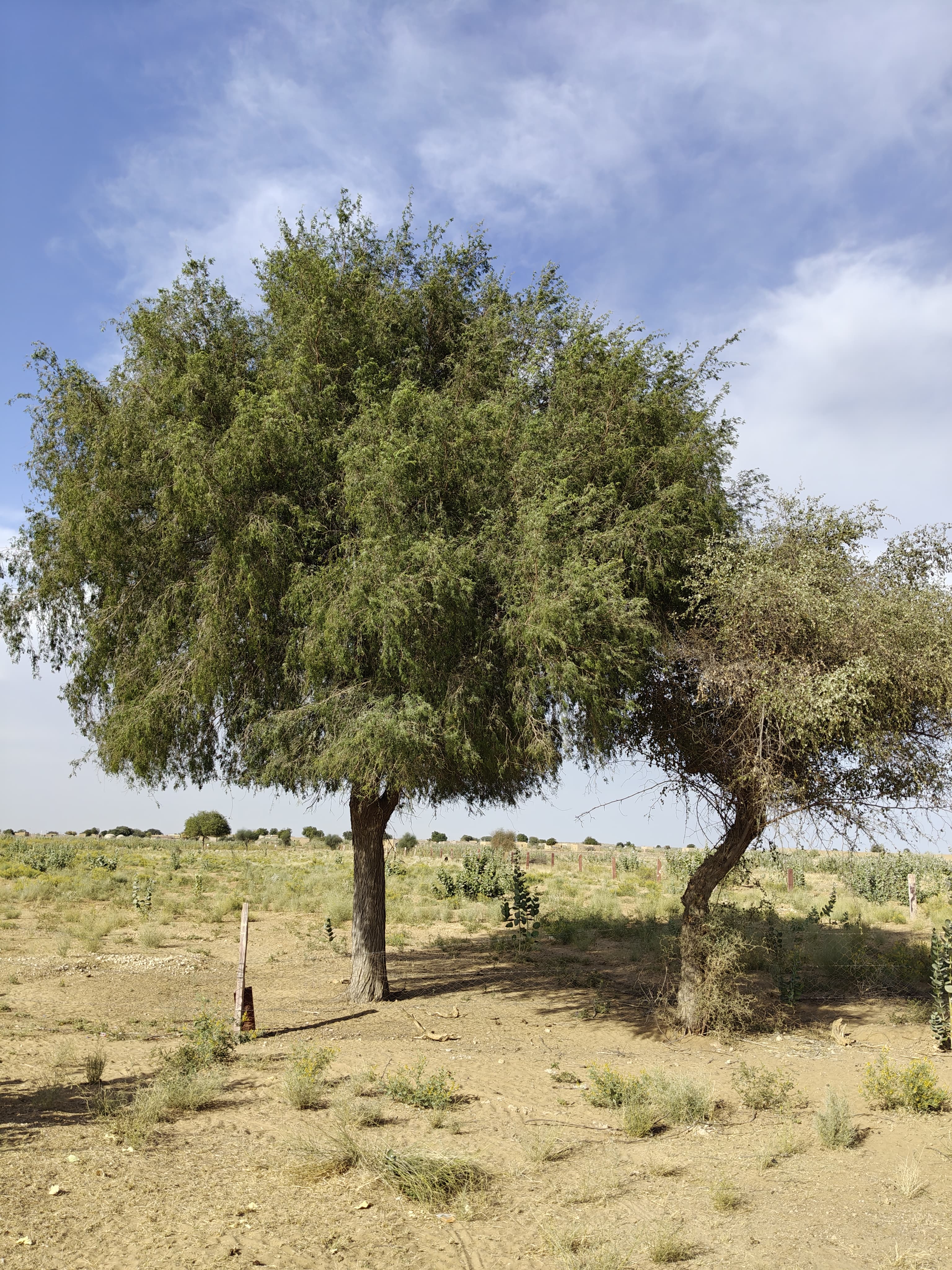Compensatory Afforestation